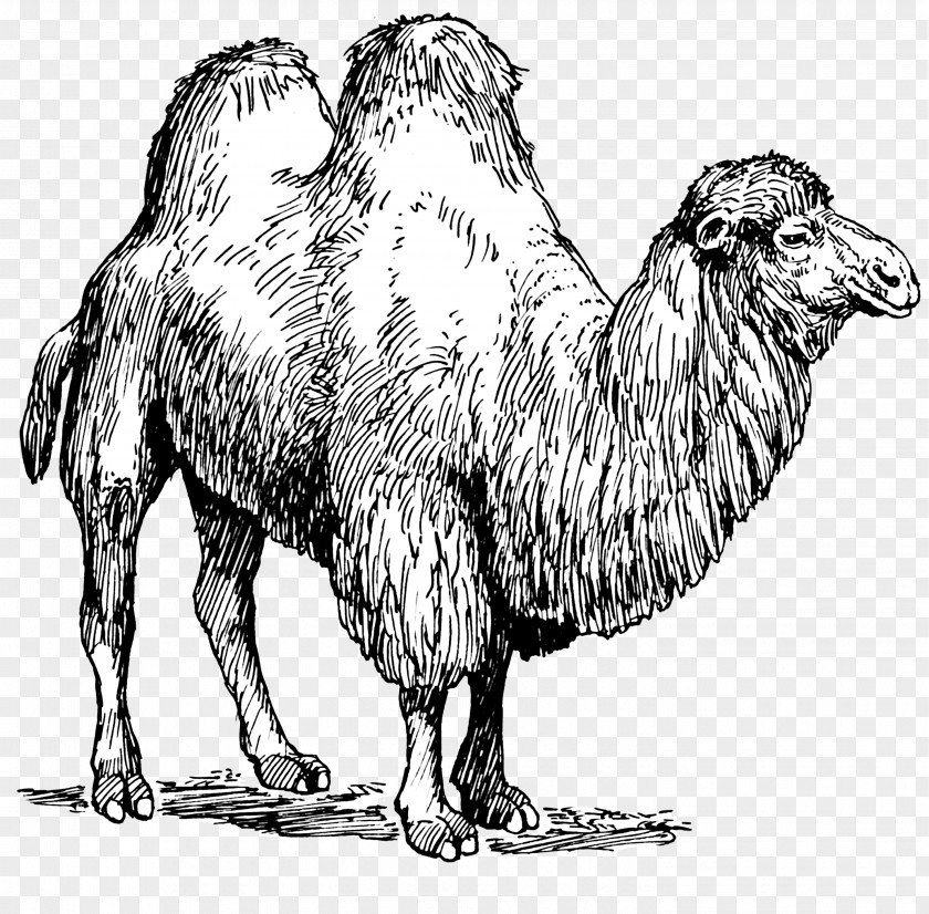 Camel Dromedary Bactrian Pig Fiber Clip Art PNG