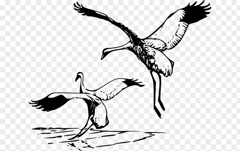 Courtship Vector Whooping Crane Clip Art PNG