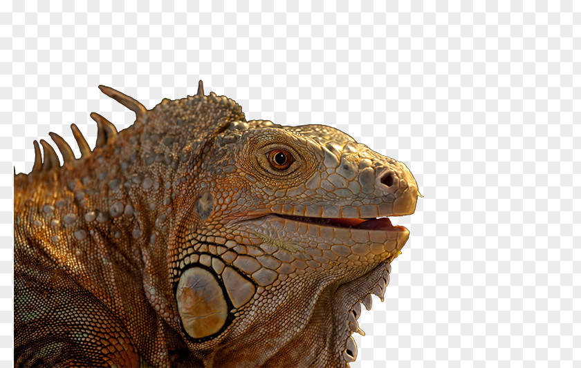 Doctor Who Astrid Reptile Veterinarian Dr. Med. Vet. Mayr Common Iguanas PNG