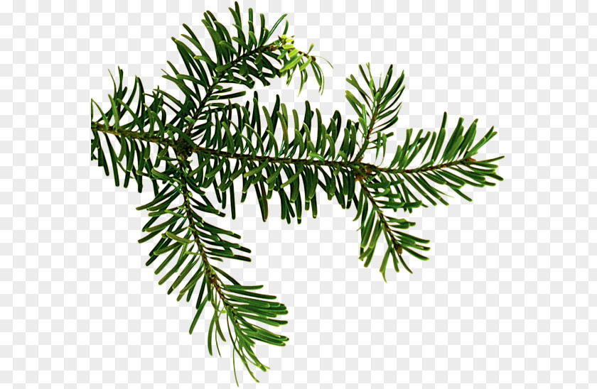 Douglas Fir Spruce Evergreen Larch PNG