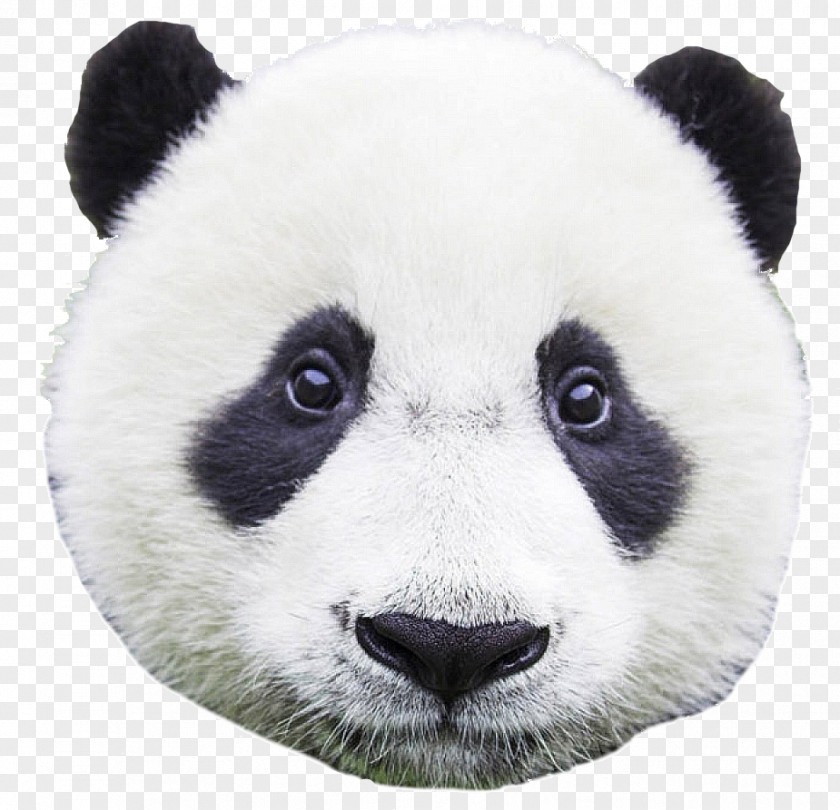 Panda Chengdu Research Base Of Giant Breeding Bear Baby Pandas Pretty Newborn PNG