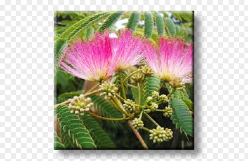 Albizia Julibrissin Lebbeck Sensitive Plant Silk Tree PNG