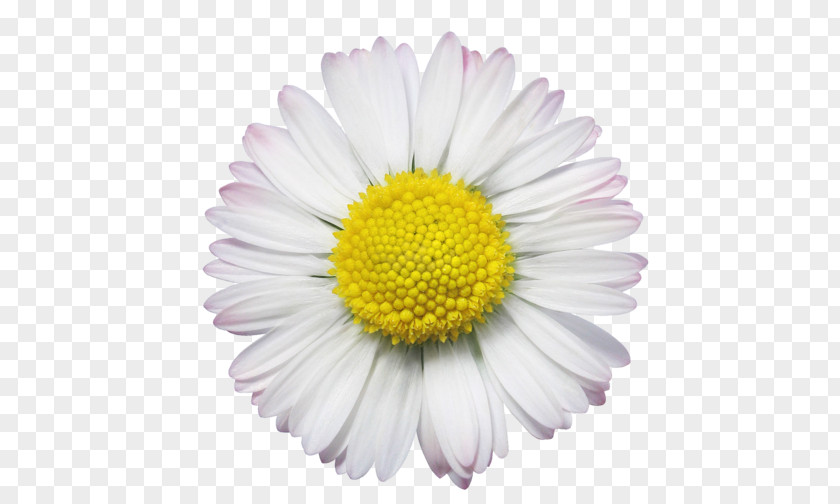 Flower Common Daisy Royalty-free Stock Photography PNG