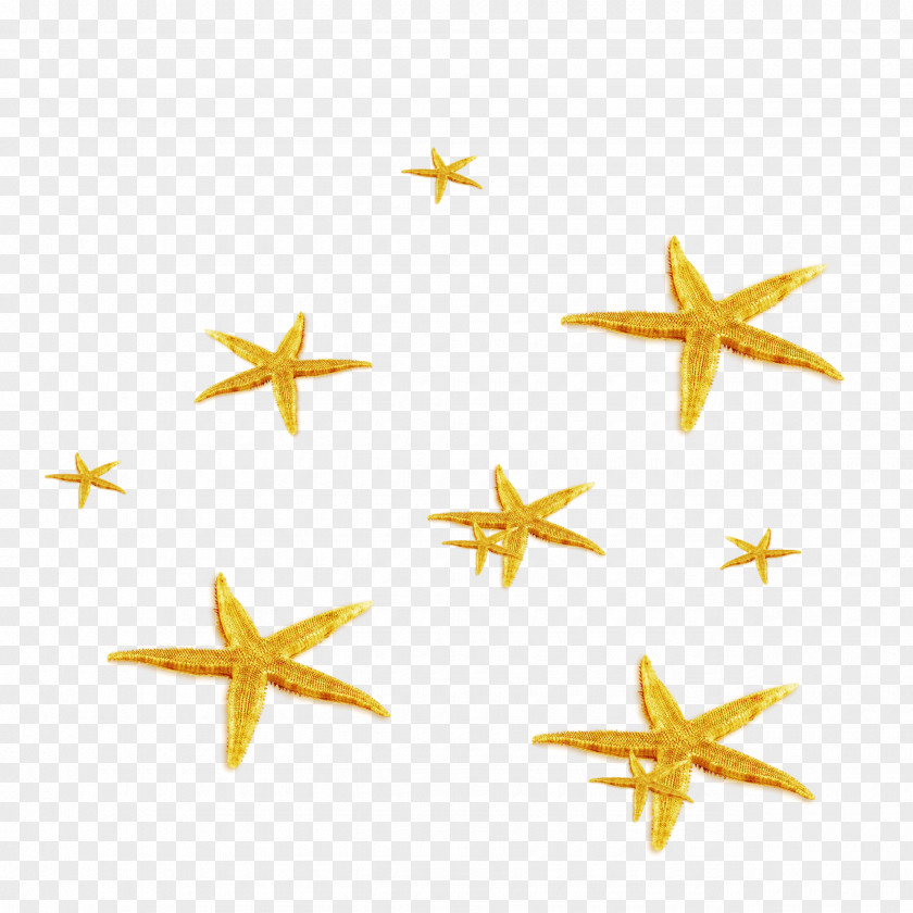 Golden Starfish Photography PNG