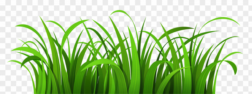 Grass Patch Clipart Blog Clip Art PNG