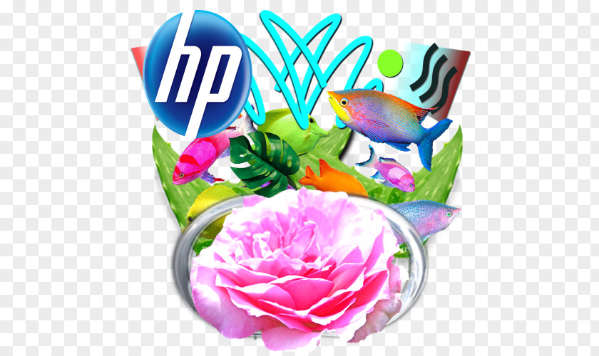 Hewlett-packard Garden Roses Hewlett-Packard Cut Flowers Floral Design PNG