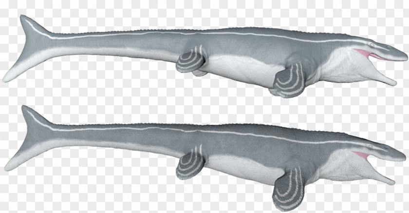Megalodon Vs Mosasaurus Great White Shark Squaliform Sharks Mosasaurs Saurophaganax PNG