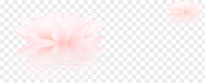 Pink,Lotus Petal Sky Close-up Computer Wallpaper PNG