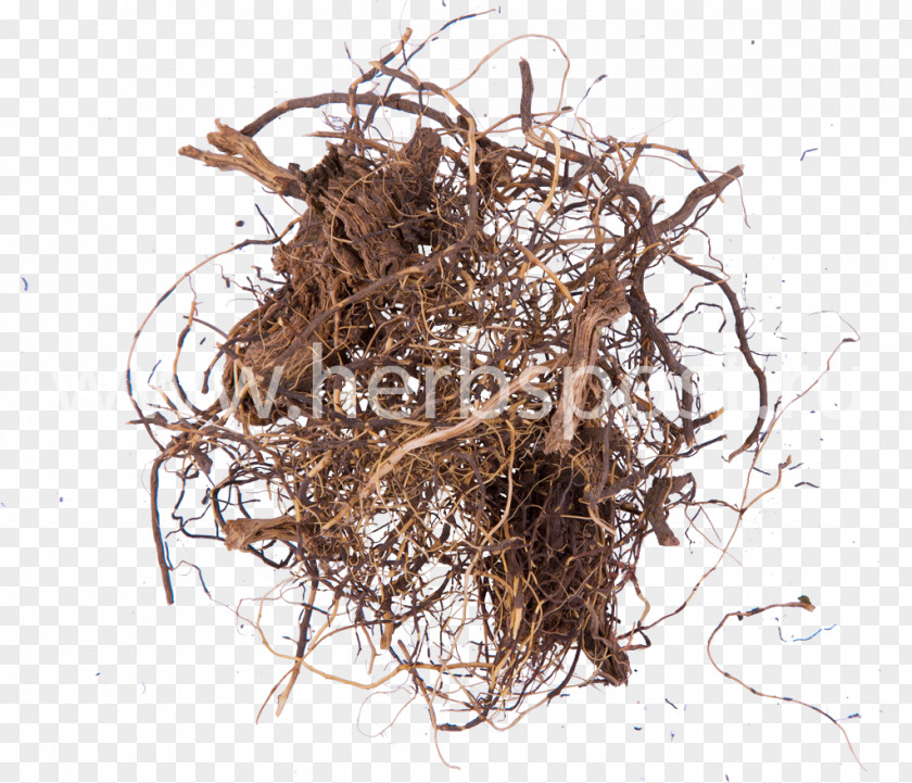 Plant Maral Root Medicinal Plants Herbaceous PNG