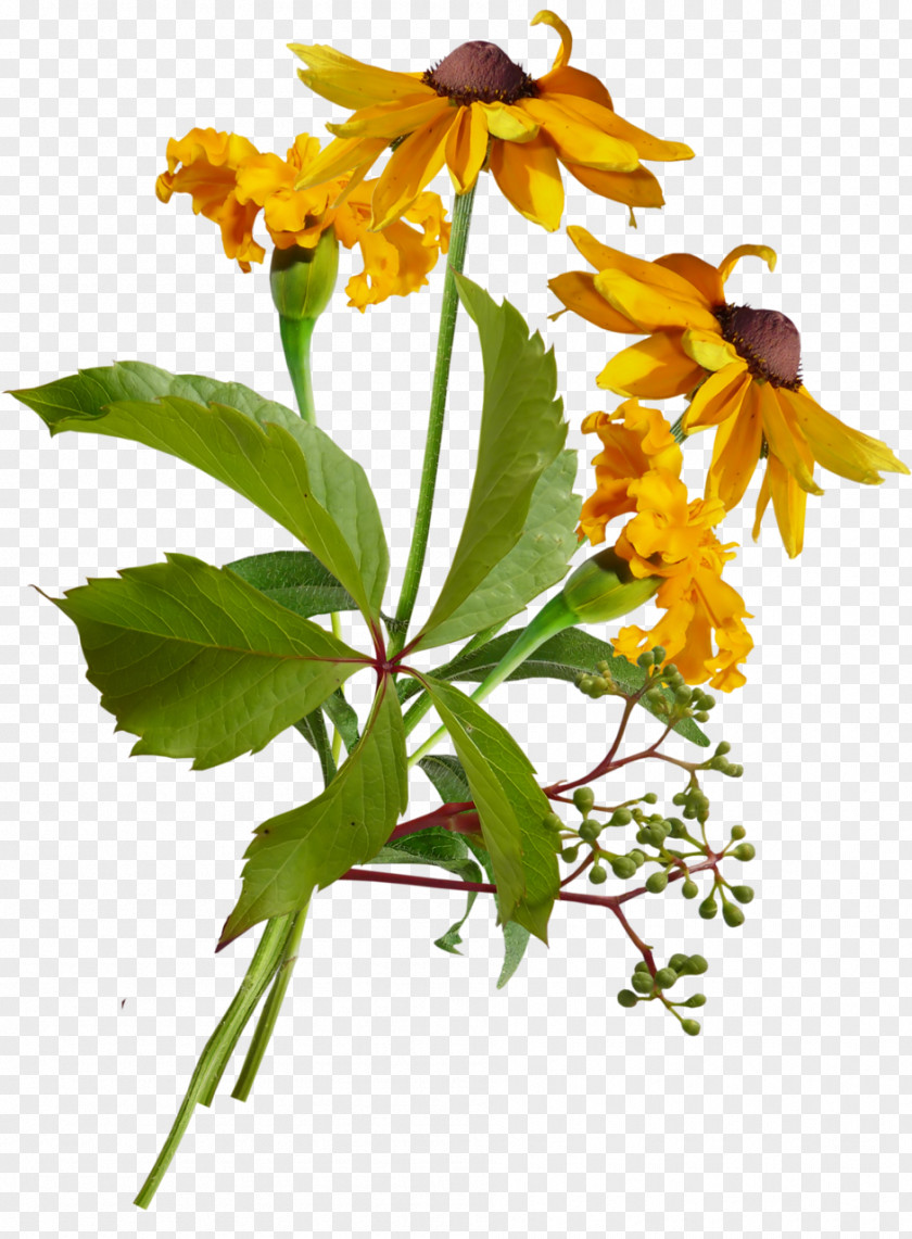 Plant Stem Flowering Herbaceous Wildflower PNG