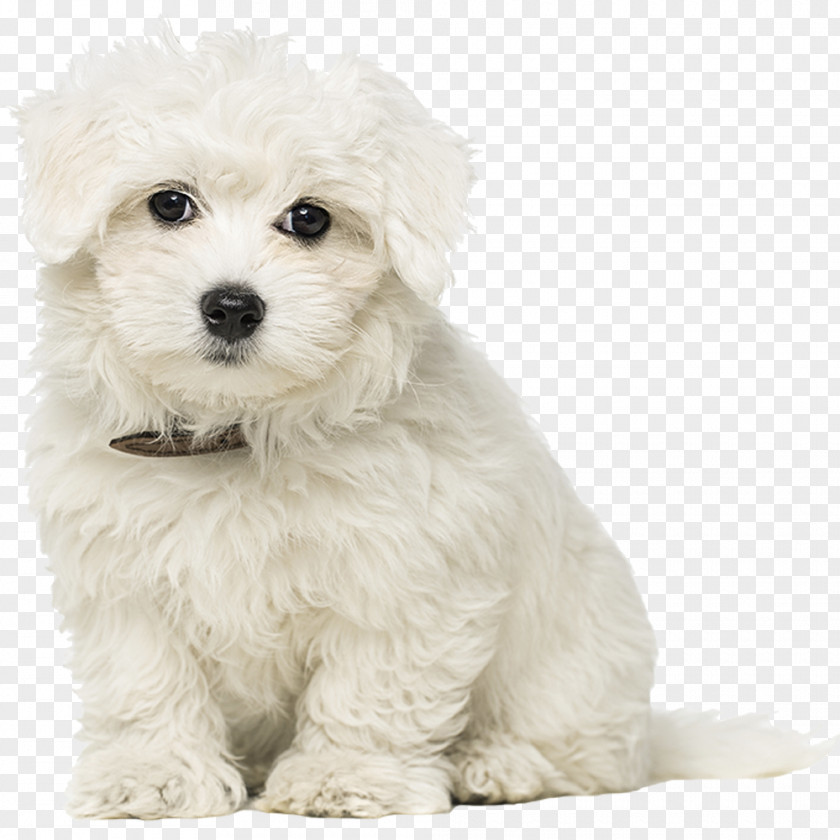 Puppy Maltese Dog Bichon Frise Bolognese Havanese Little Lion PNG