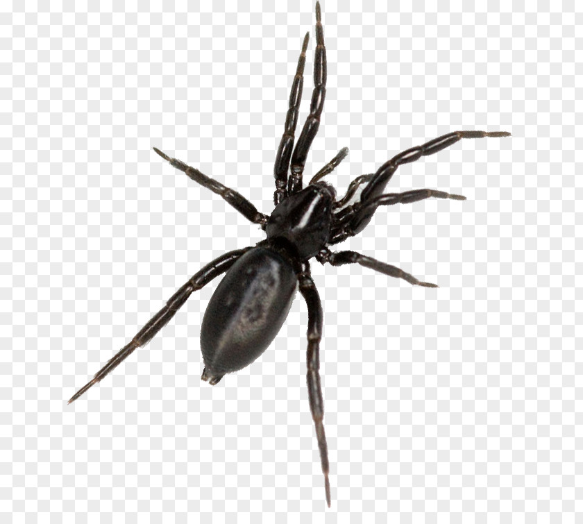 Spider Bite Hobo Tegenaria Domestica Latrodectus Hesperus PNG
