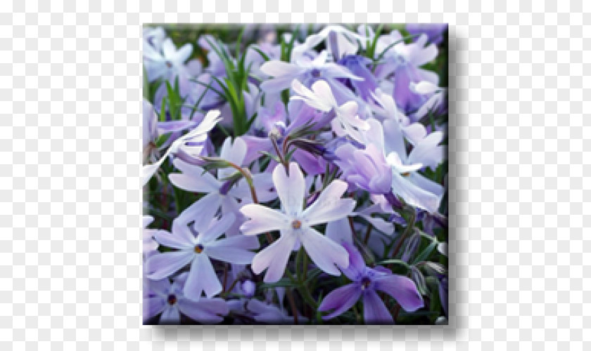 Violet Moss Phlox Douglasii Perennial Plant Herbaceous PNG
