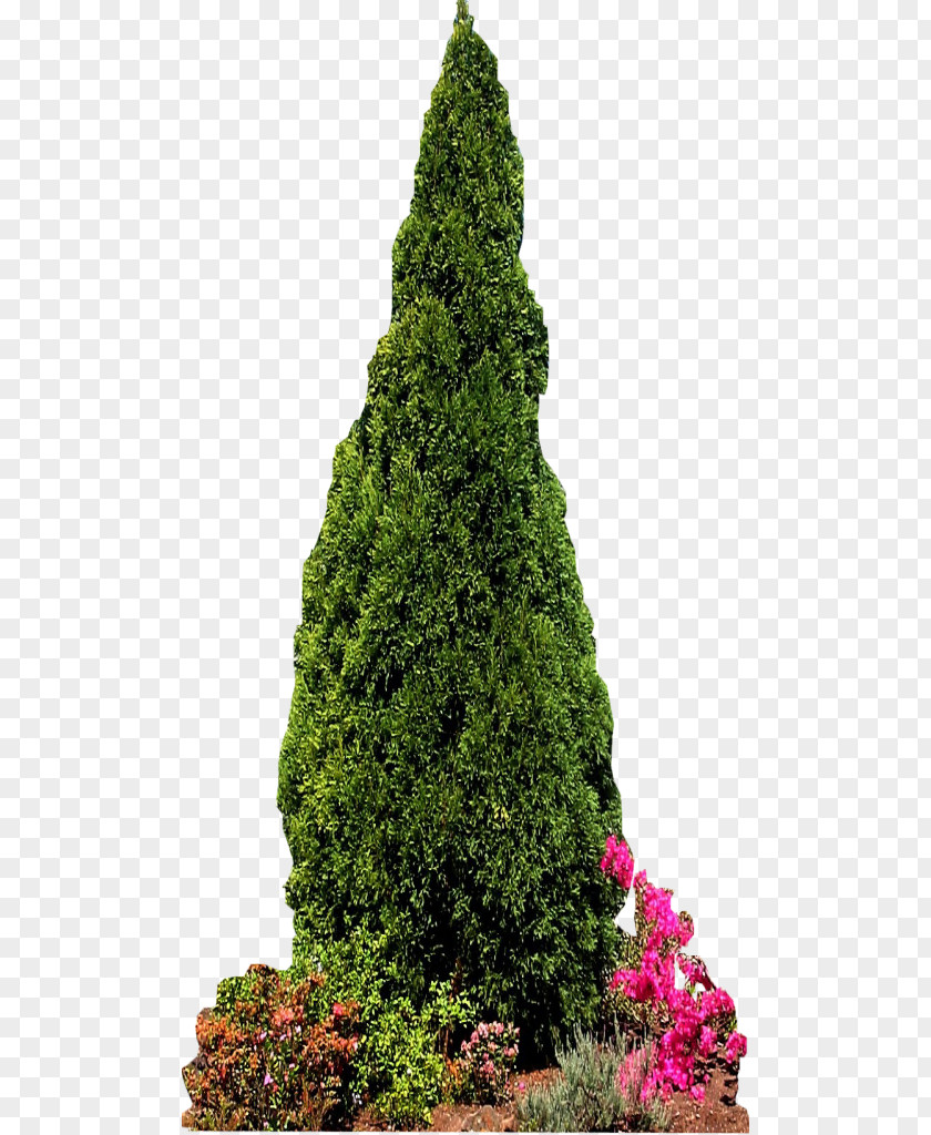 Coniferous Plants Conifers Pine Evergreen Fir Tree PNG