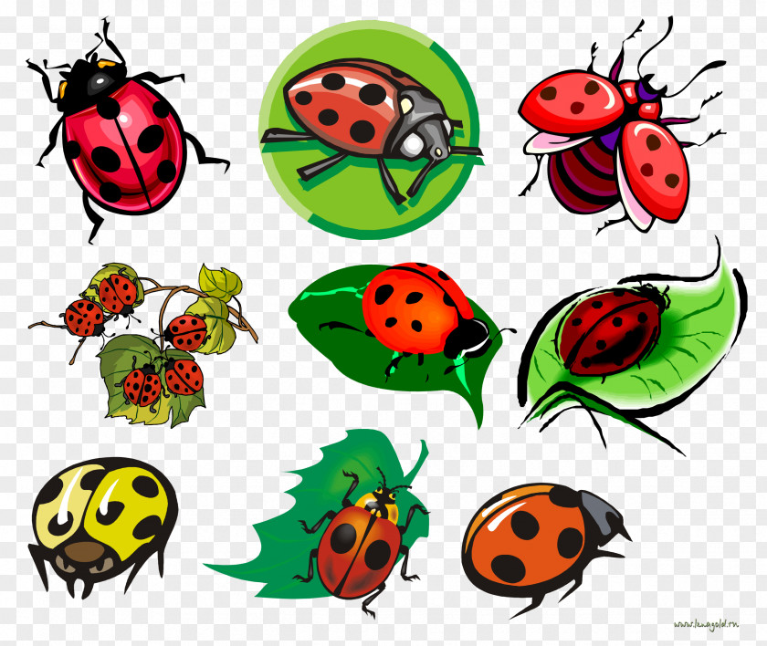 Drawing Tattoo Ladybird Sketch PNG
