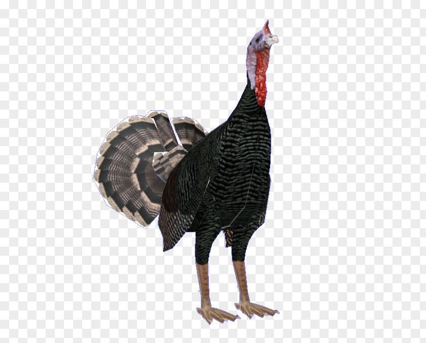 Fowl Flightless Bird Turkey Cartoon PNG