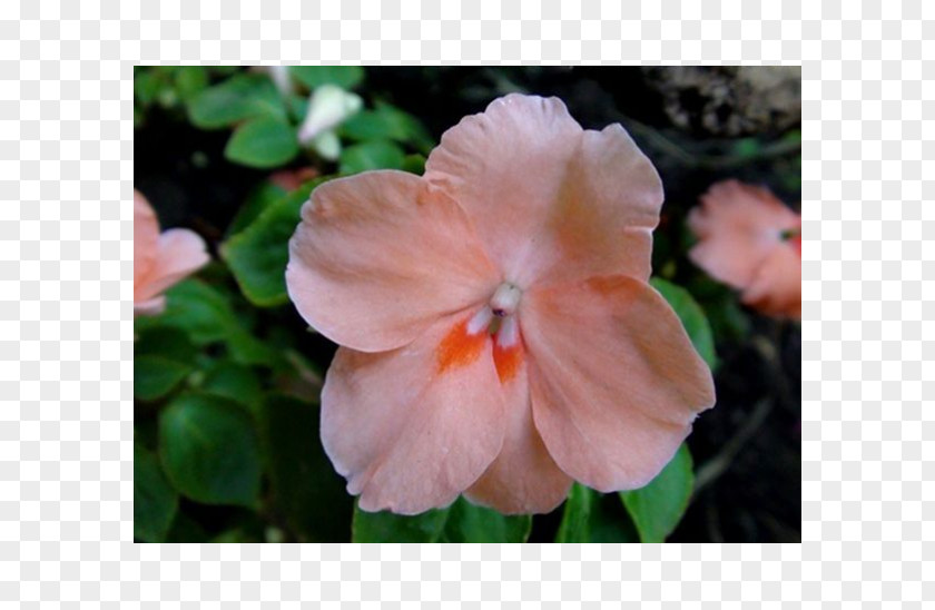 Plant Impatiens Annual Herbaceous Flower PNG