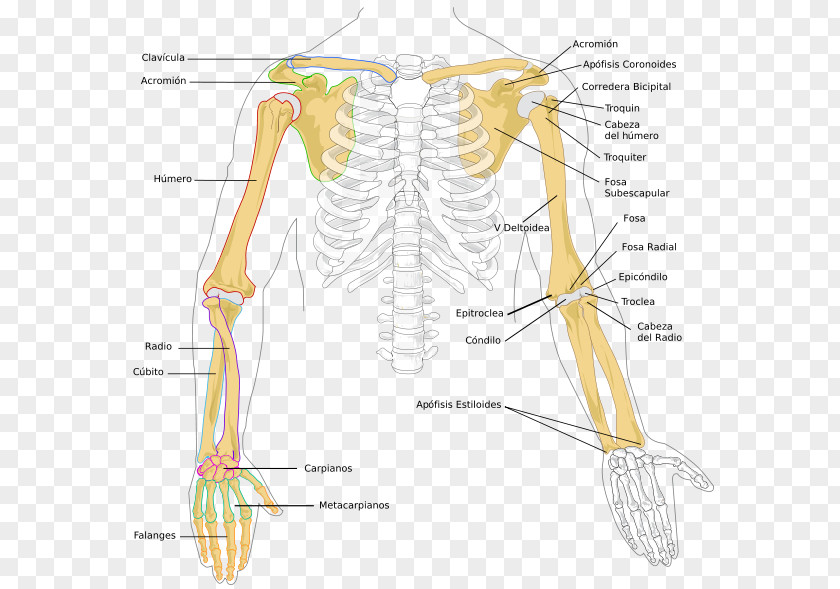 Arm Forearm Radius Bone Anatomy PNG