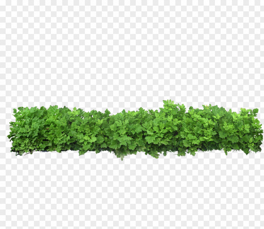 Green Grass Icon PNG