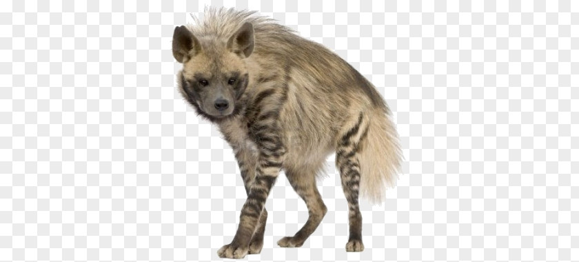 Hyena PNG clipart PNG