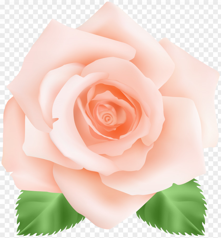 Peach Rose Clip Art Image Garden Roses Centifolia Pink Floribunda PNG