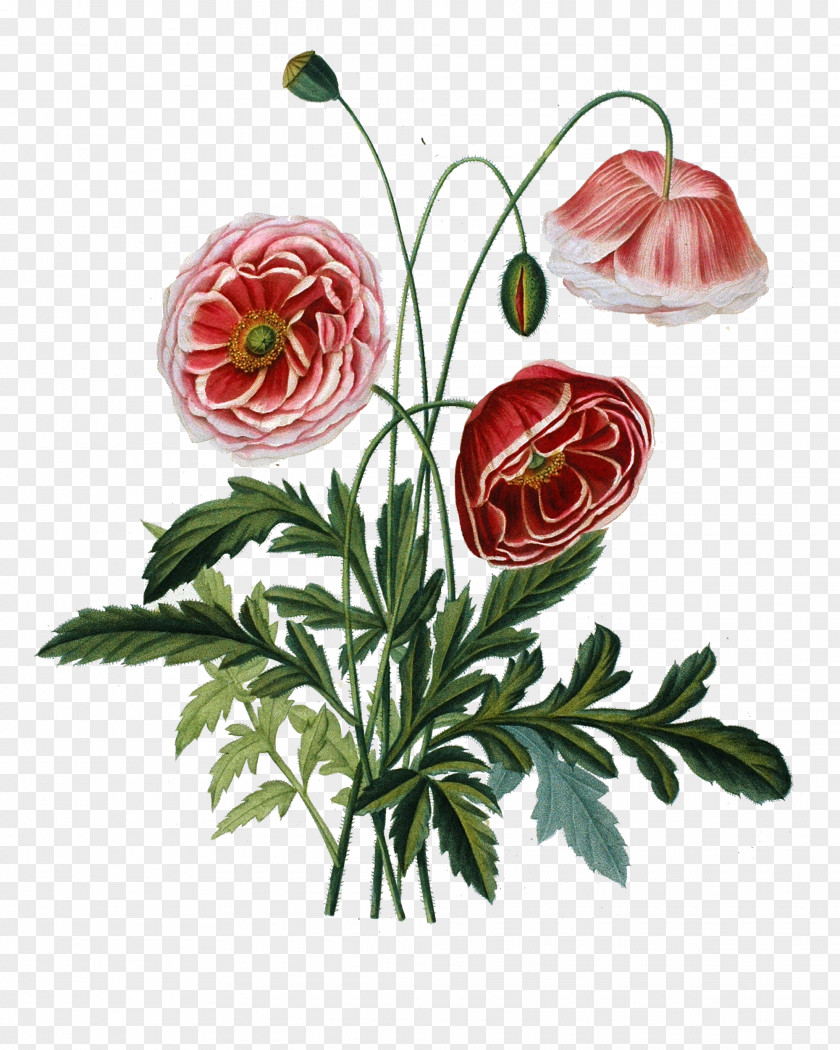 Pincushion Flower Leucospermum Botanical Illustration Art Botany Watercolor Painting PNG