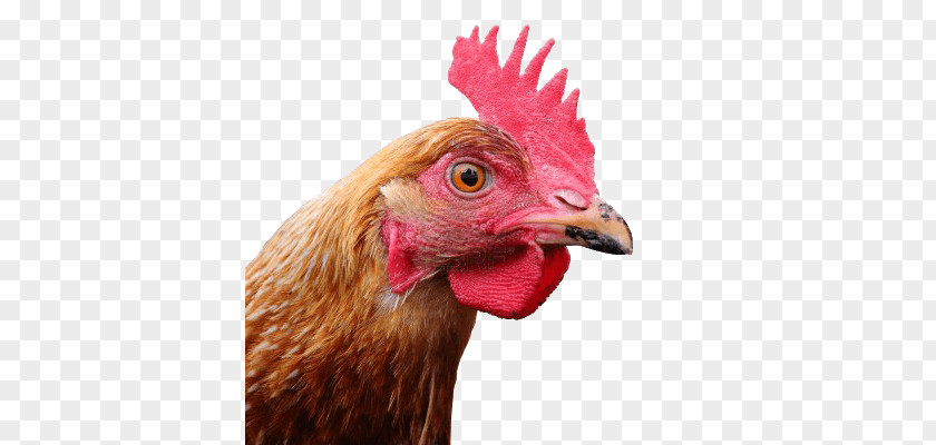 Polish Chicken Clip Art PNG