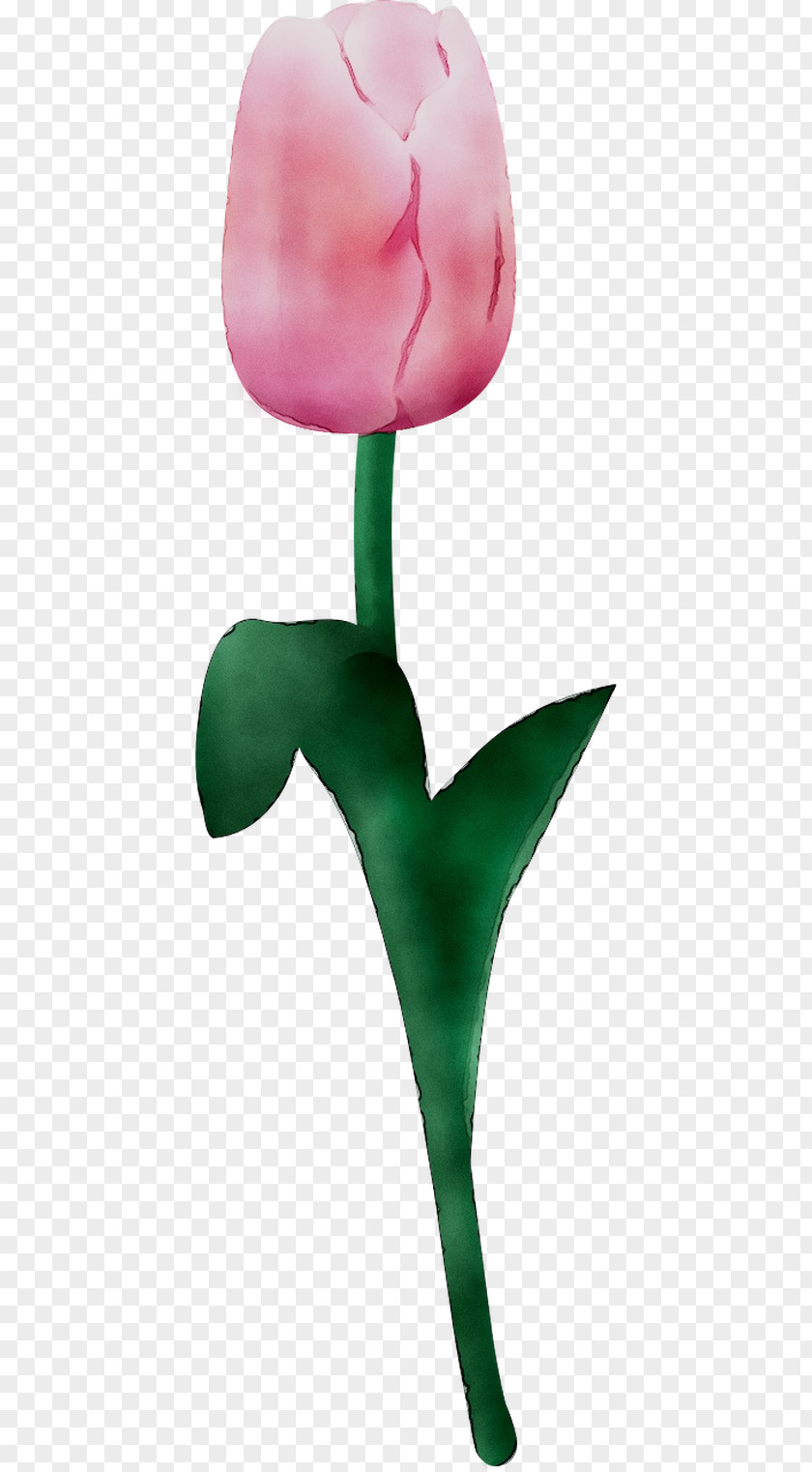 Tulip Product Design Plant Stem PNG