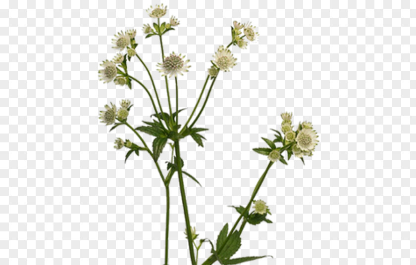 Astrantia Major Masterworts Cow Parsley Showroom Darissimo Plants Caraway PNG