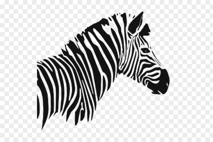 Bandeau Border Quagga Zebra Image Zebre Rugby Club Graphics PNG