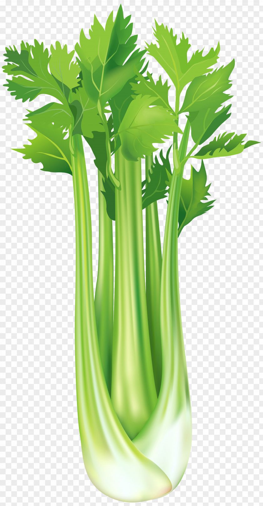 Broccoli Celery Celeriac Vegetable Clip Art PNG