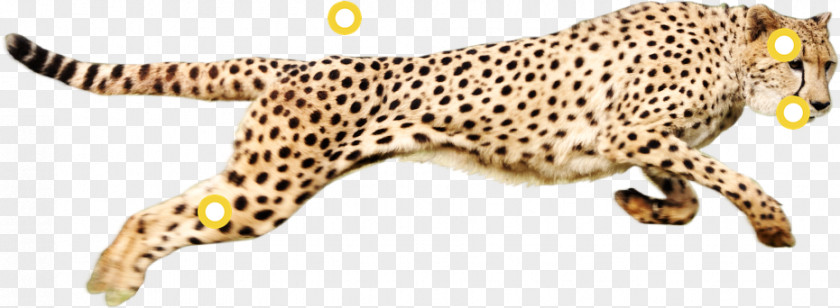Cheetah Leopard Clip Art Felidae PNG