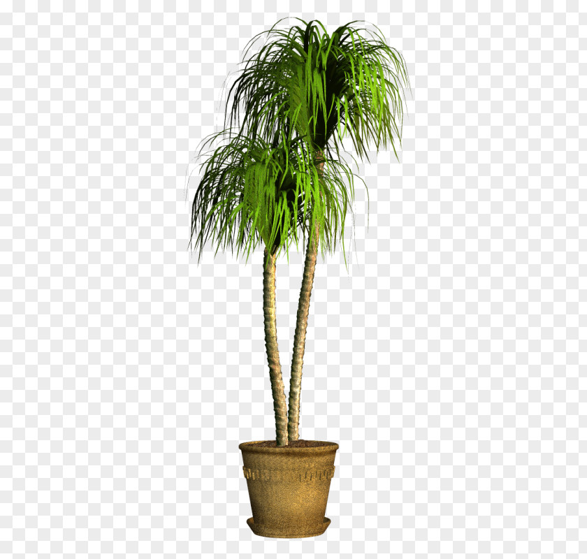 Coconut Flowerpot Houseplant Date Palm Evergreen PNG