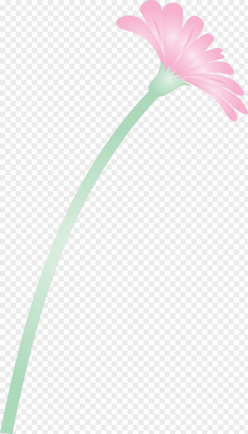 Dandelion Flower PNG