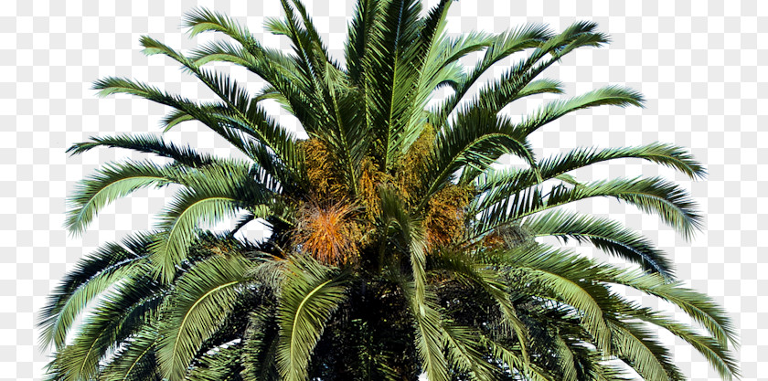 Date Palm Arecaceae Canary Island Tree PNG