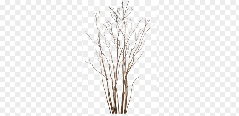 Dry Branches PNG branches clipart PNG