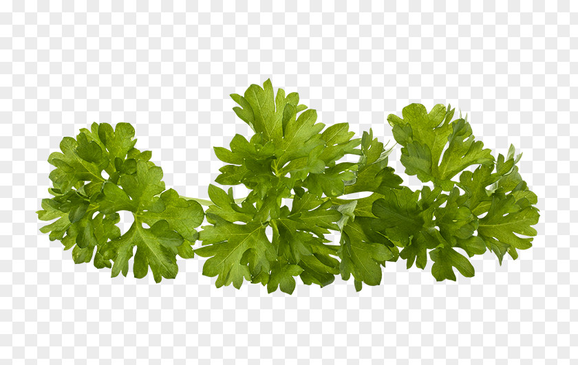 Parsley Herb Greater Celandine PNG