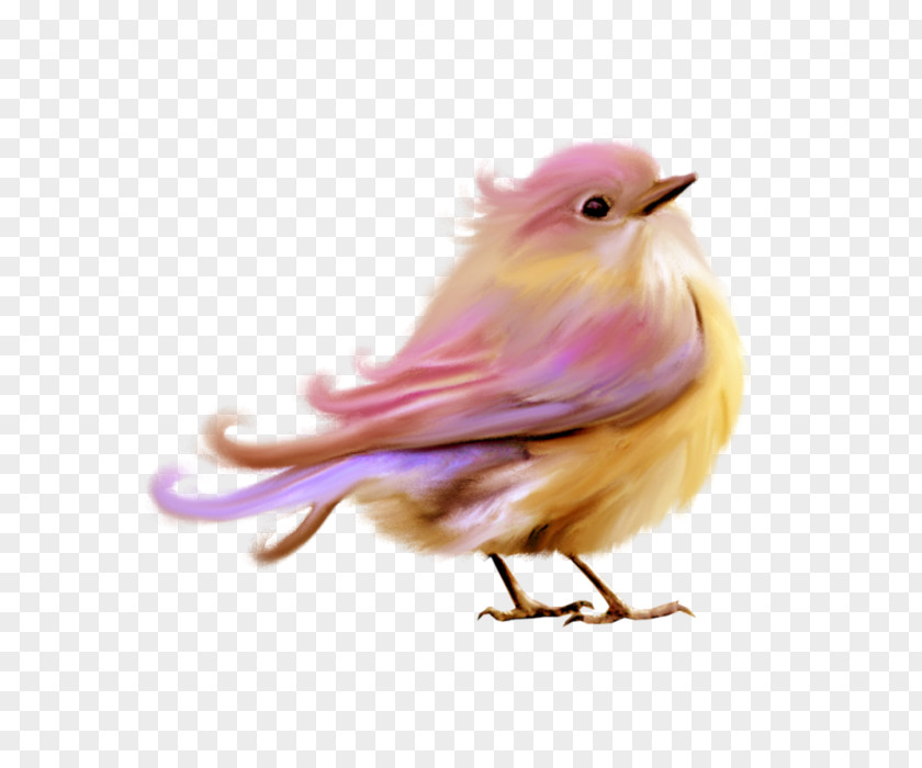 European Robin Canary Bird PNG