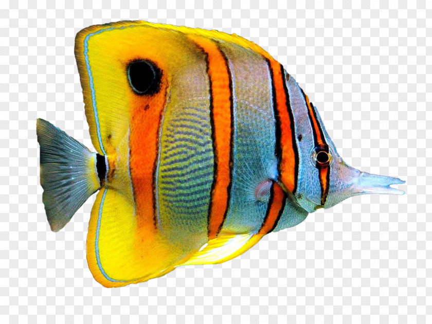 Fish Goldfish Pet Cat Aquarium PNG