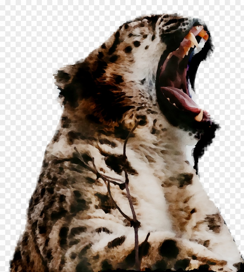 Snow Leopard Jaguar Cheetah Whiskers PNG