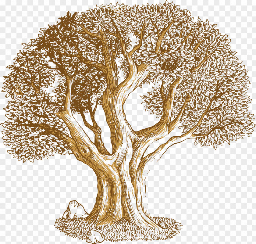 Vector Oak Euclidean Tree Southern Live PNG