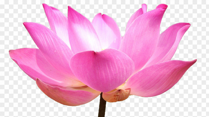 Blossoms Sacred Lotus Stock Photography Image Illustration Shutterstock PNG