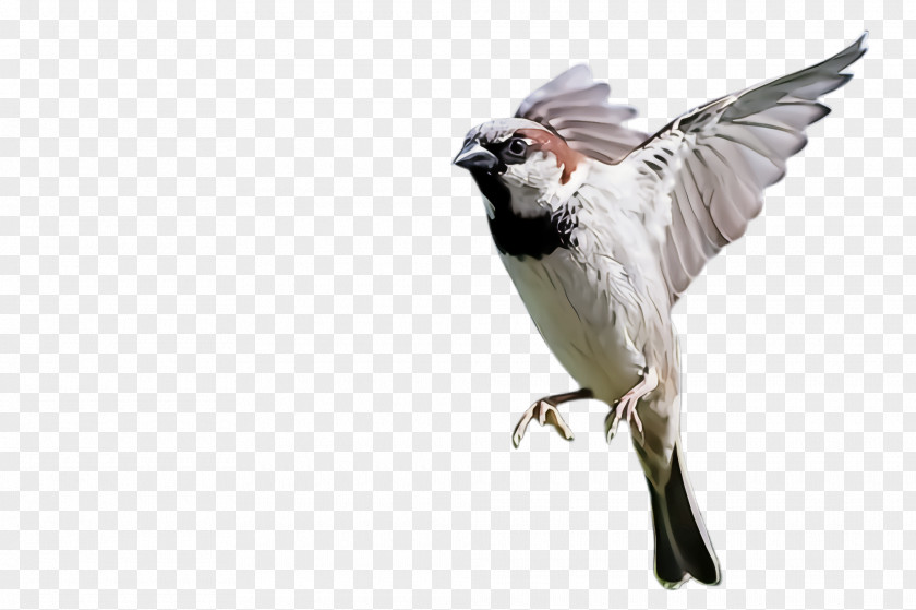 Sparrow Songbird Bird Beak Wing Perching Finch PNG