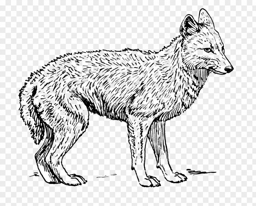 Wolf Coyote Clip Art Red Fox Jackal PNG