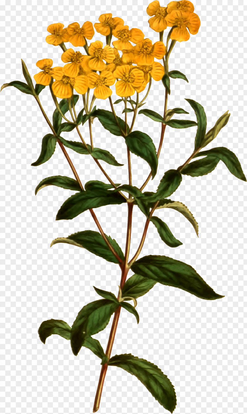 Plant Tagetes Lucida Flower Tarragon Herb PNG