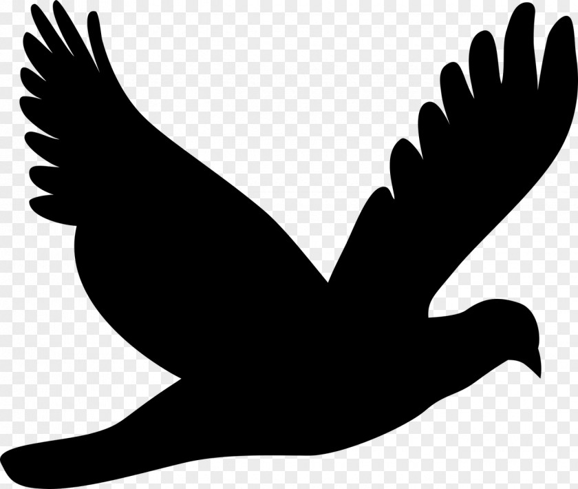 Pomba Bird Pigeons And Doves Clip Art Flight Rock Dove PNG