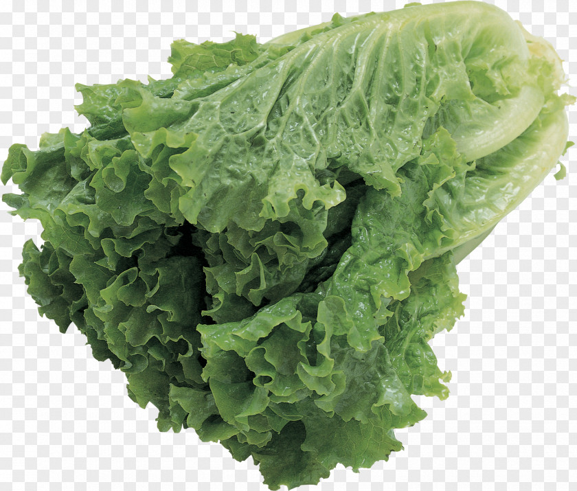 Salad Image Vegetable Butterhead Lettuce Food PNG