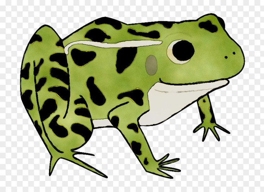 Toad True Frog Tree Clip Art PNG