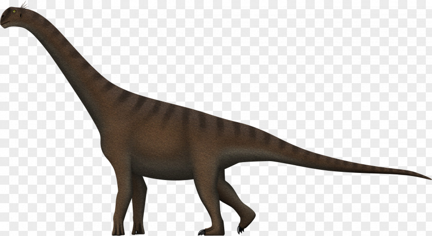 Camarasaurus Brachiosaurus Cedarosaurus Barosaurus Velociraptor PNG