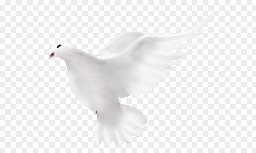 Dove Peace Columbidae Bird Transparency And Translucency Domestic Pigeon PNG